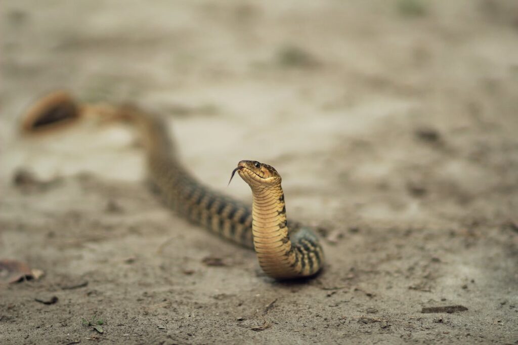 Close-Up Shot of a Snake