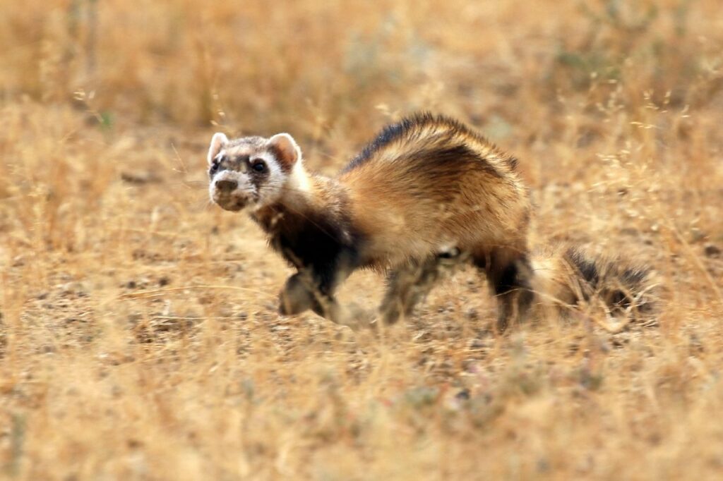 Wild_steppe_polecat