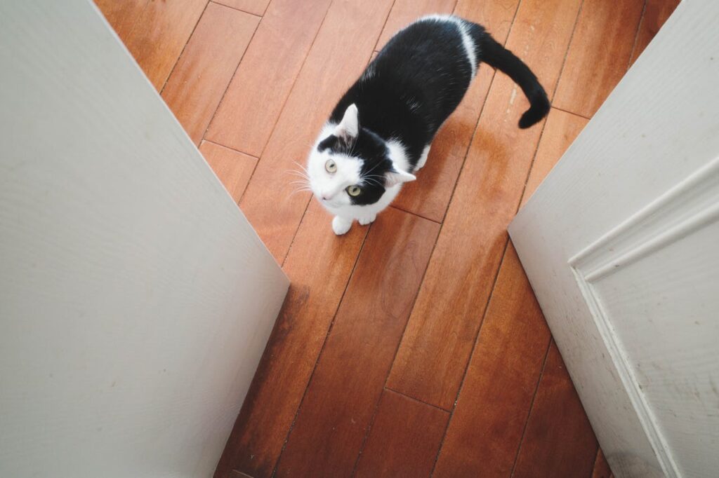 Curious Black and White Cat on Wooden Floor