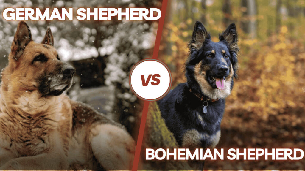 German Shepherd vs. Bohemian Shepherd