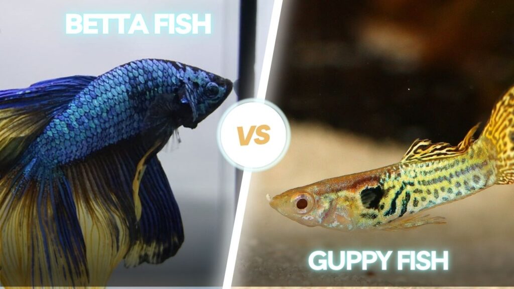 betta vs guppy