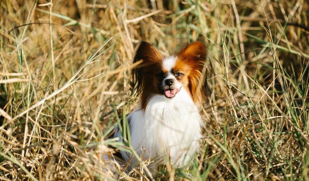 Papillon sitting in tall grass with a happy expression.