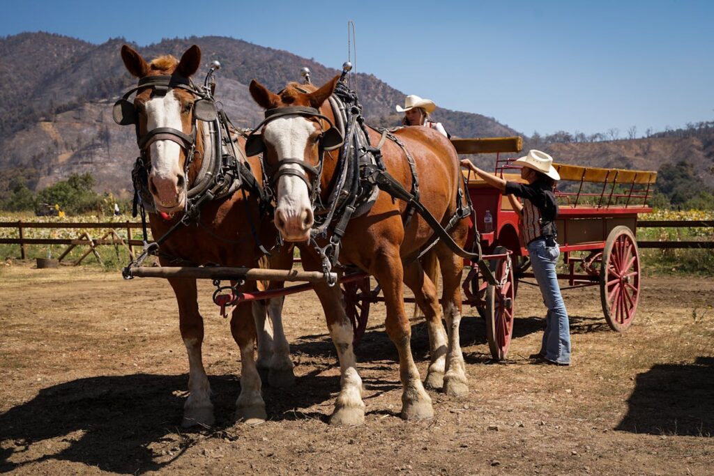 Two Clydesdale horse pulling a cart together