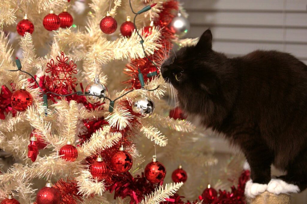 Cat chewing wire