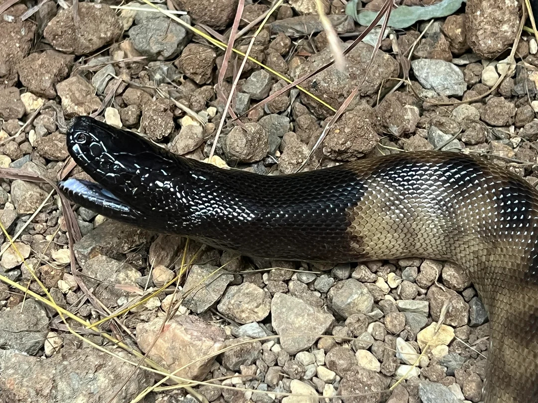 A Black Headed Python