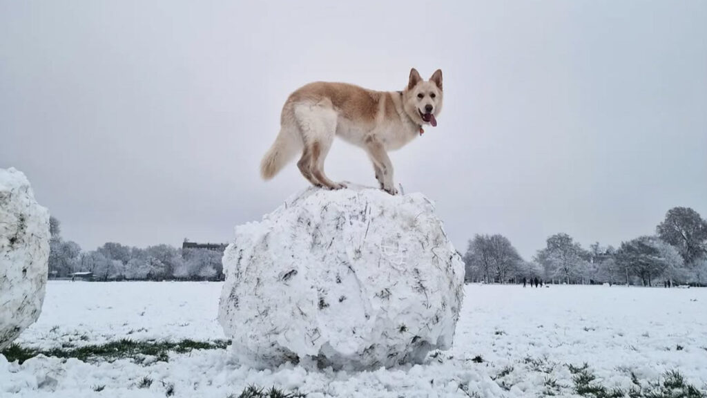 Golden Shepherd atop a rock in winter