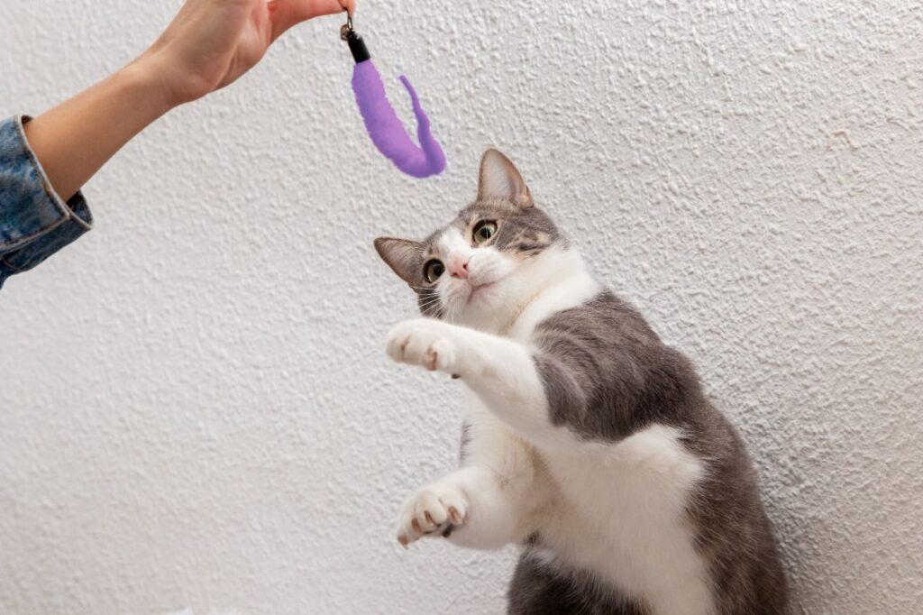 cat playing with toy