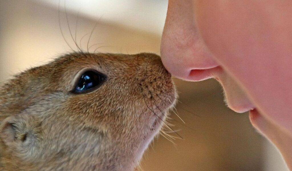 A close-up of a squirrel touching a nose.