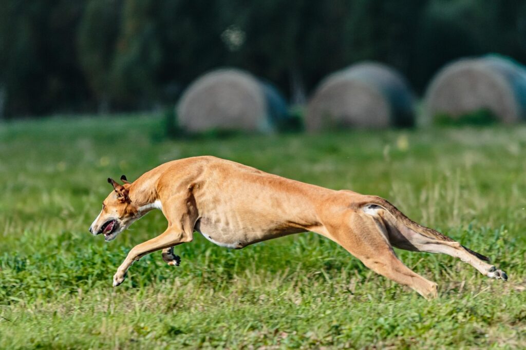 A Whippet sprinting