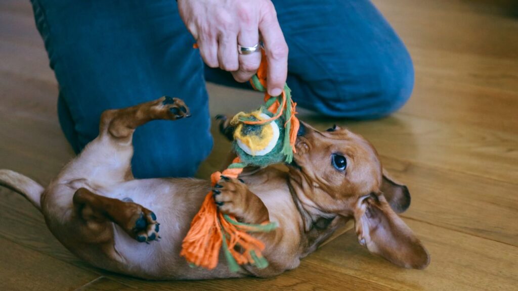 dachshund puppy playing with the owner on the floor at home