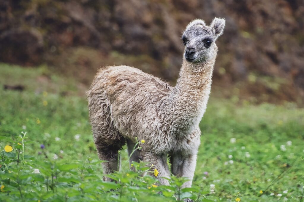 alpaca in a field