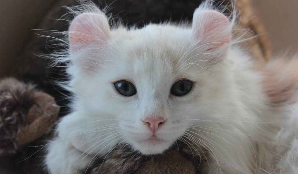 American curl cat