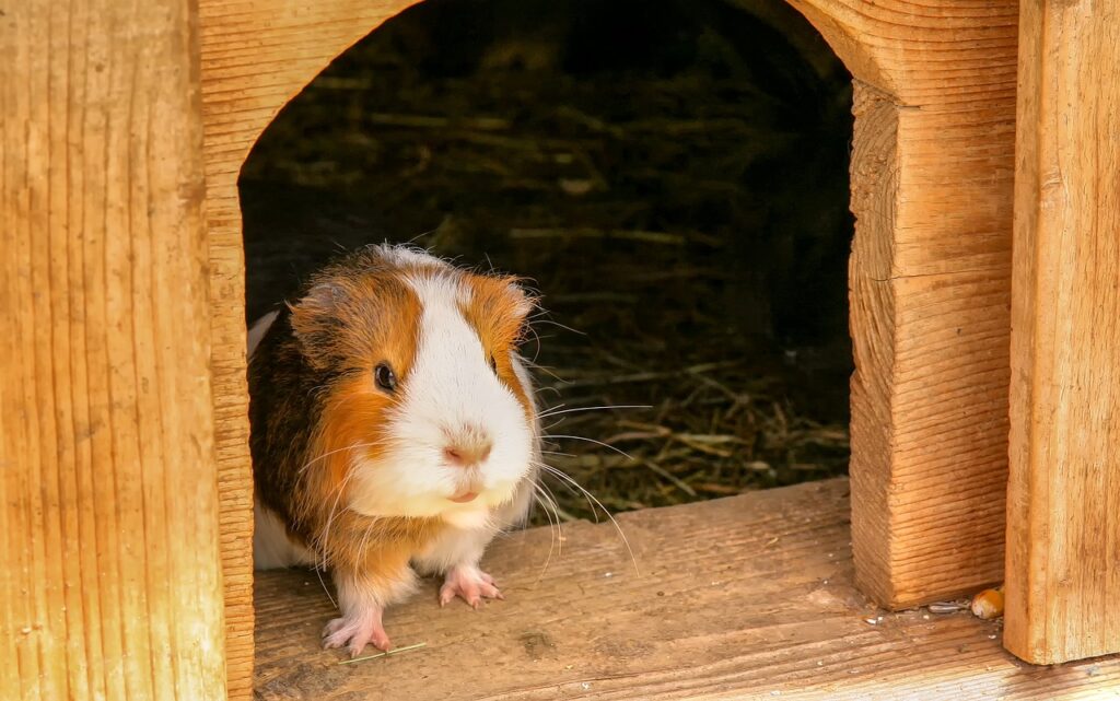 Guinea pig