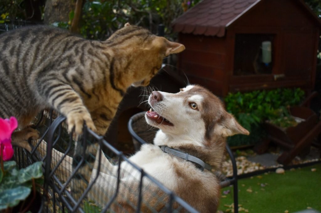 Cat and dog fighting