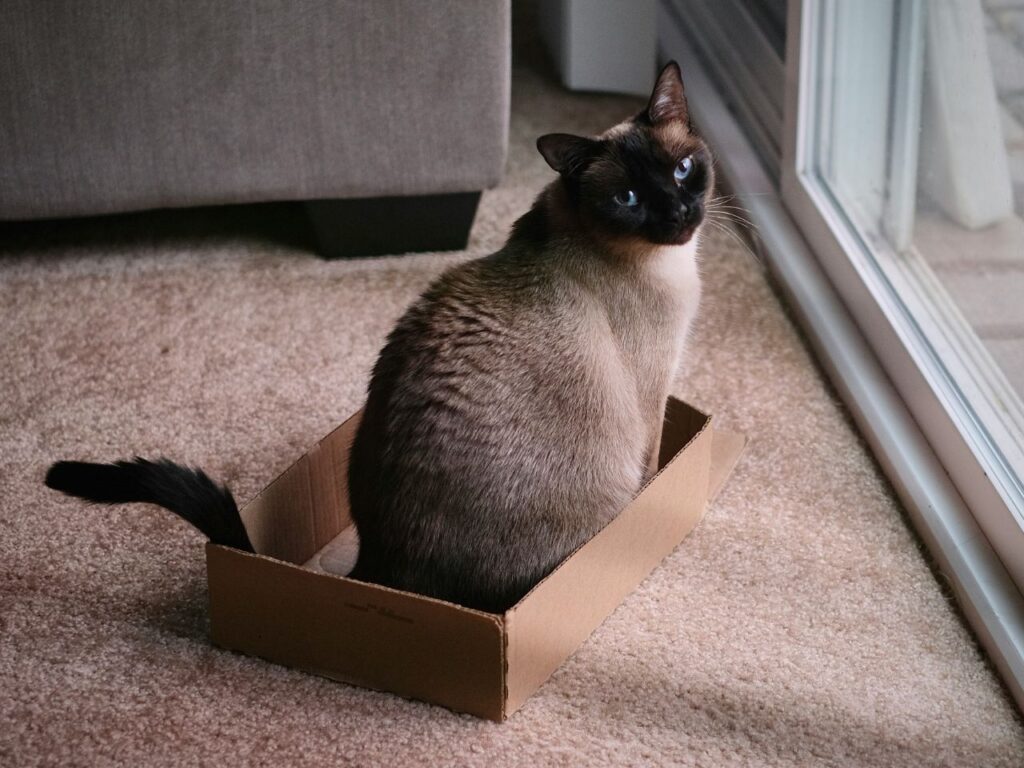 siamese cat sitting on box