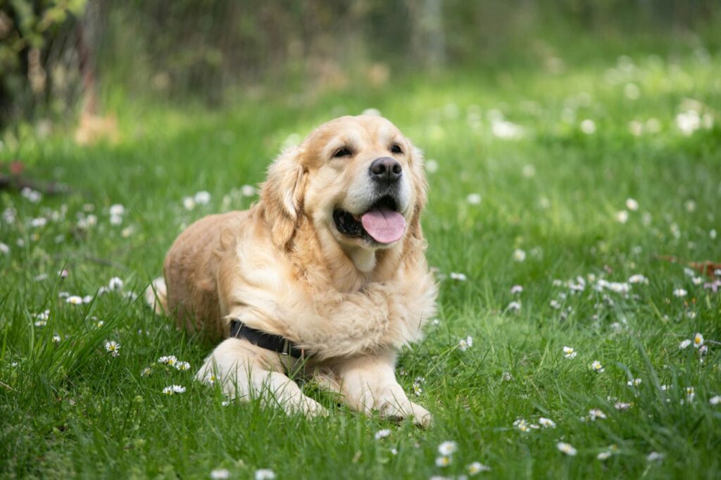 happy Golden retriever sitting on grass