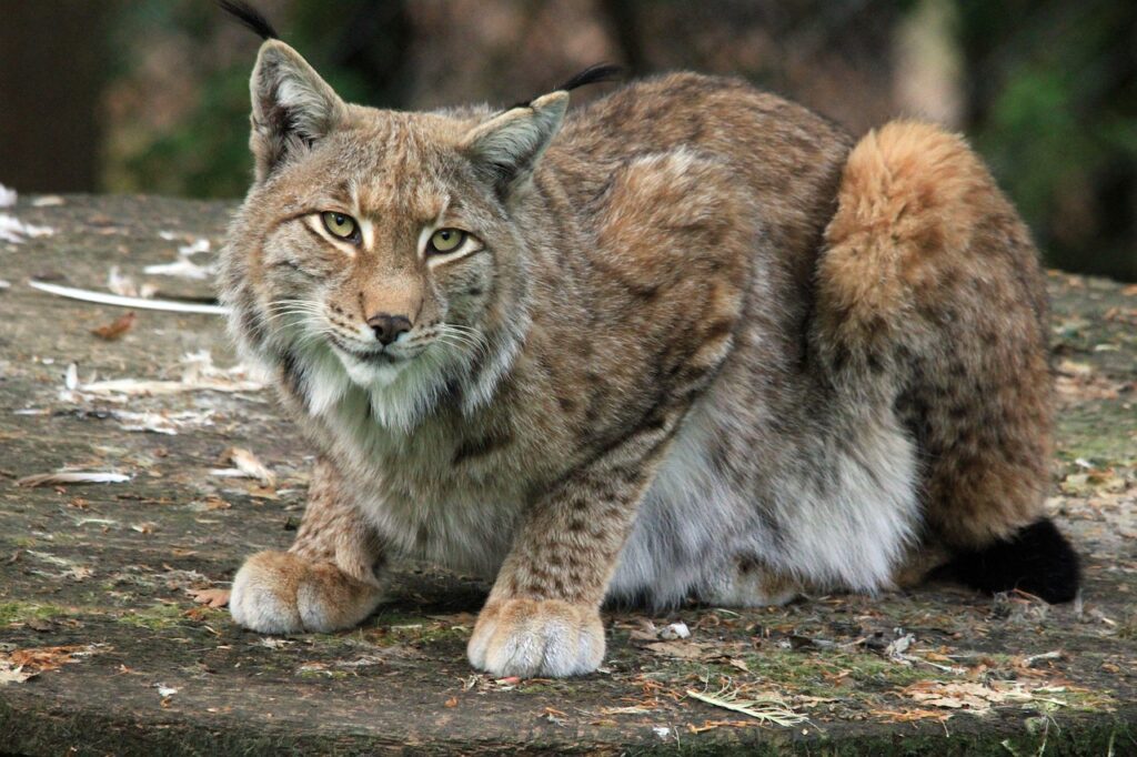 lynx sitting in a forest