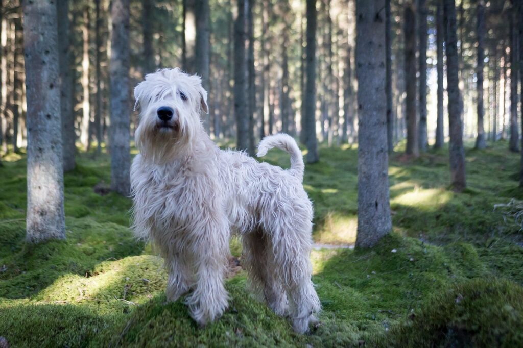 Wheaten terrier in a forest