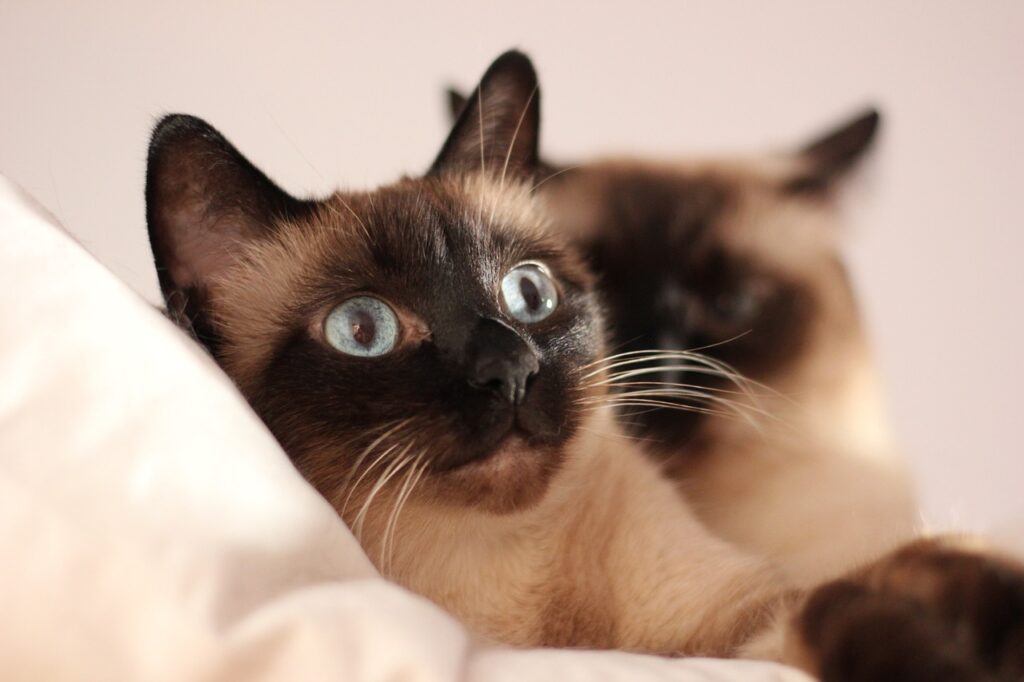 siamese cat startled