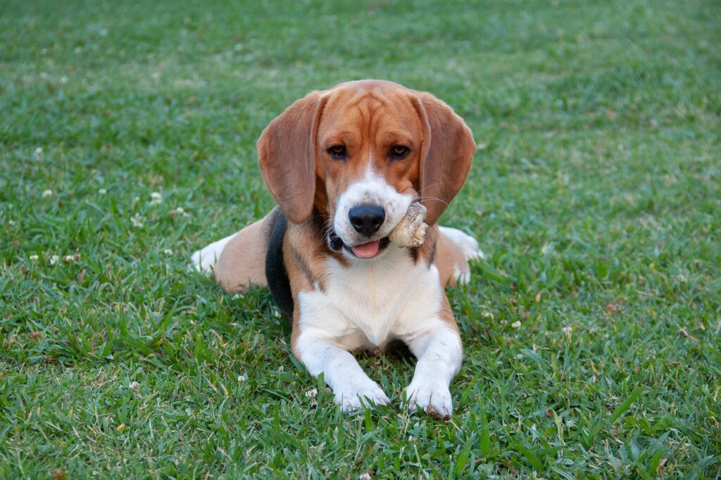 beagle dog