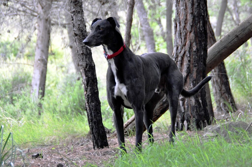 greyhound in a forest