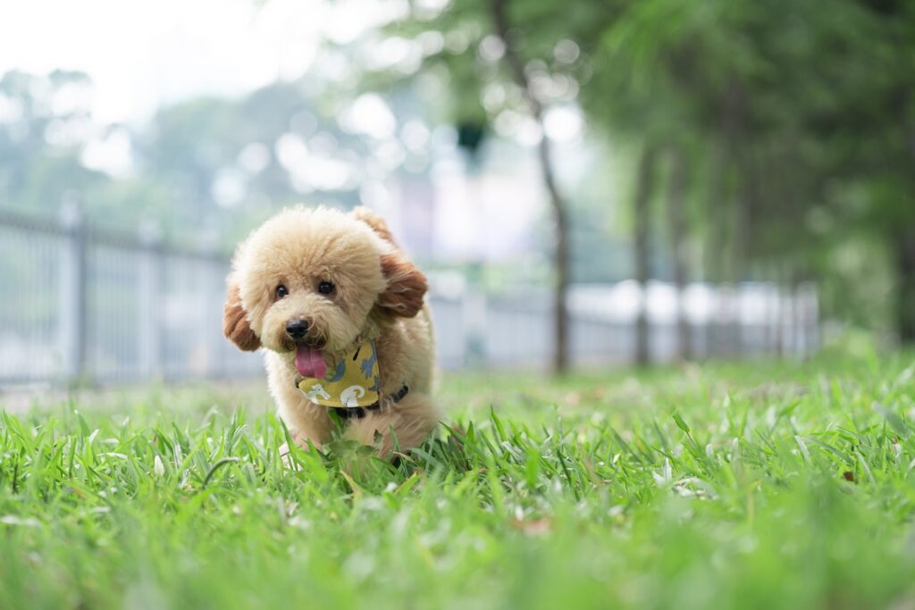 toy poodle on grass