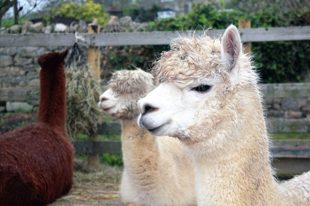 llamas