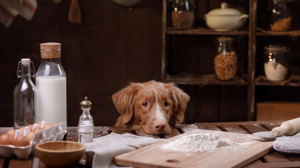 dog with vinegar