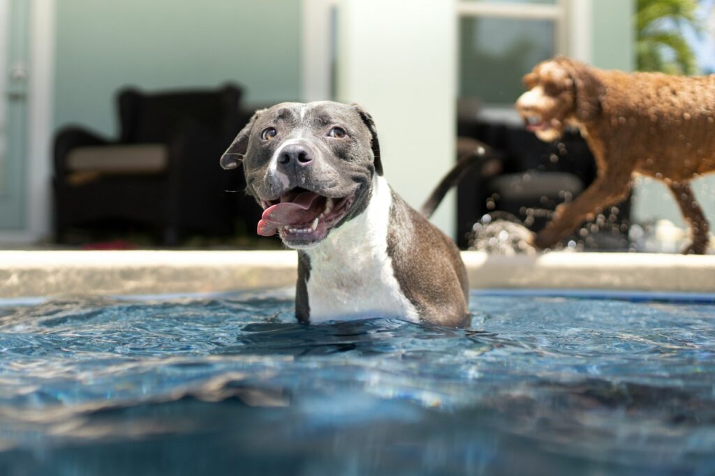 Pitbull in swimming pool
