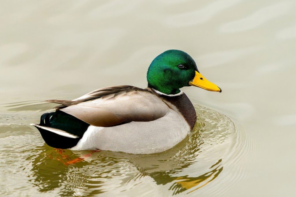 A Mallard
