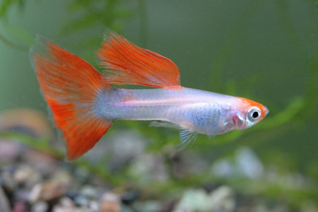guppy fish in aquarium