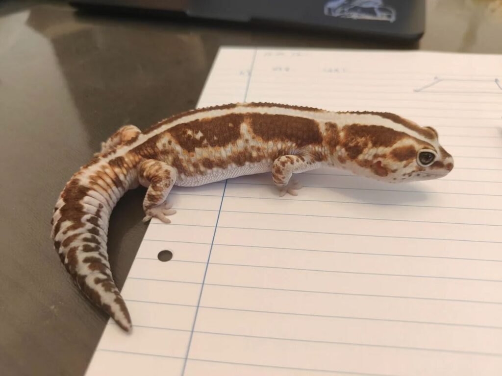 african fat-tailed gecko