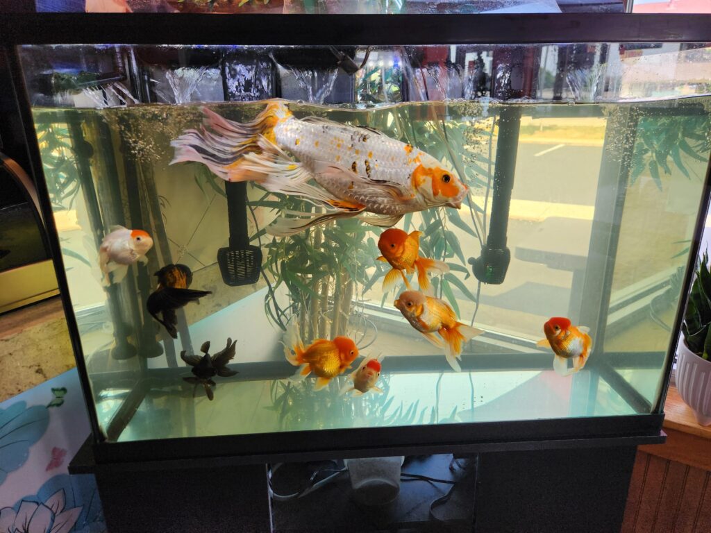 Goldfish in a tank