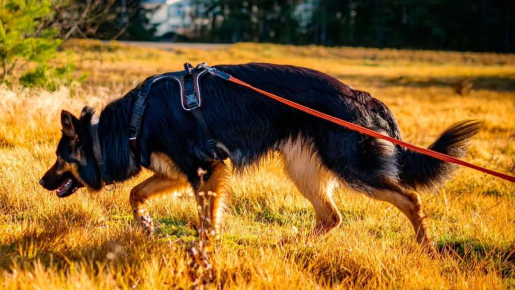 A Bohemian Shepherd on guard