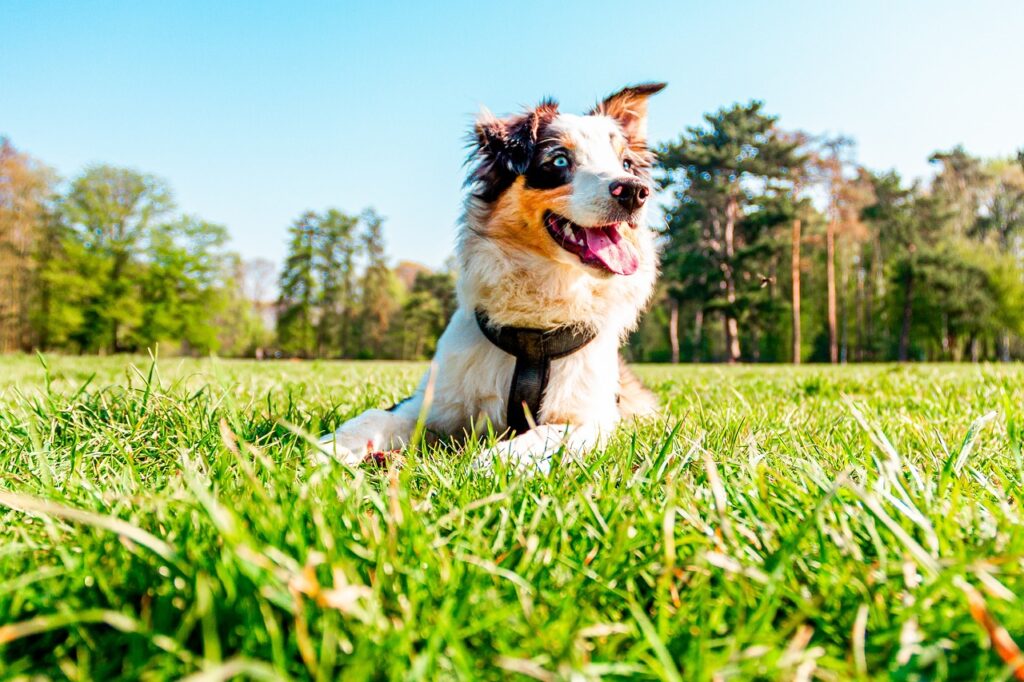 australian shepherd