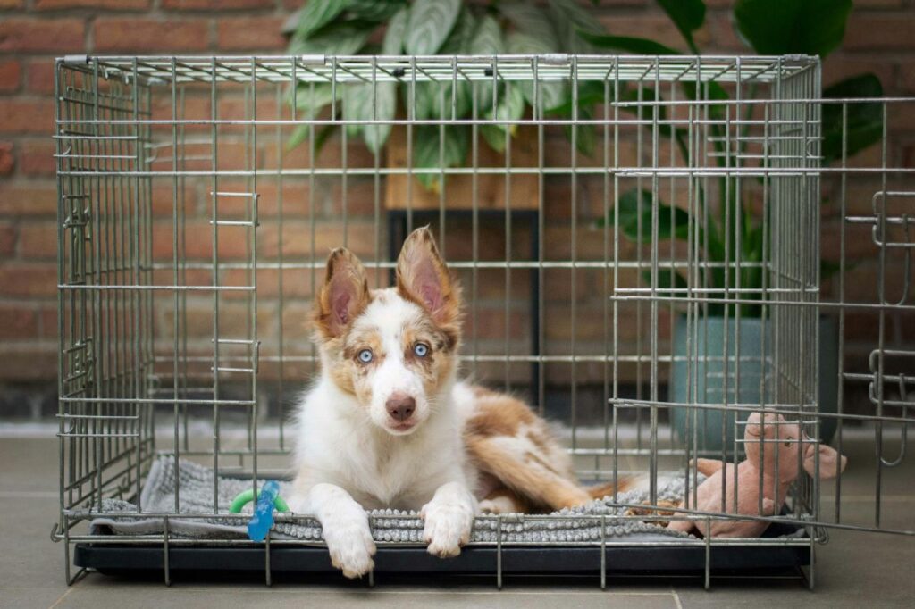 dog in a crate comfortably
