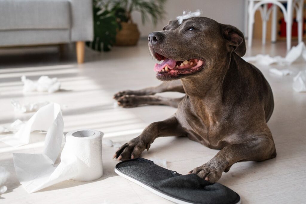 dog making a mess