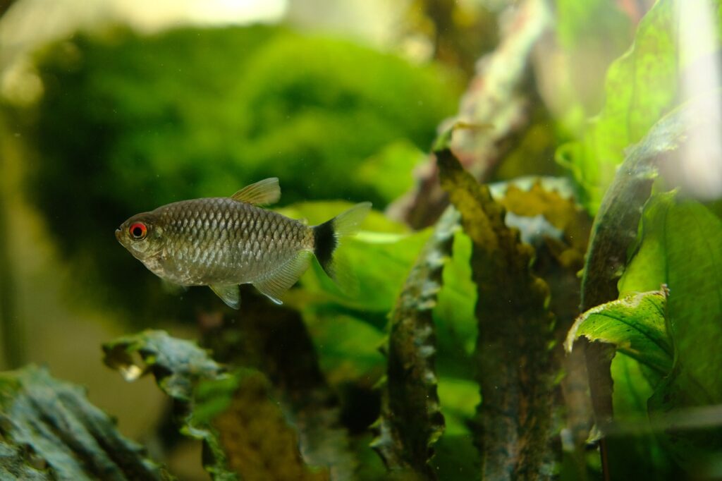 Congo Tetras