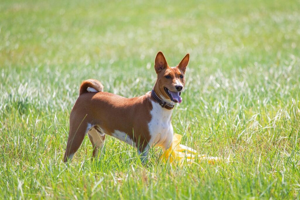 basenji dog in a field