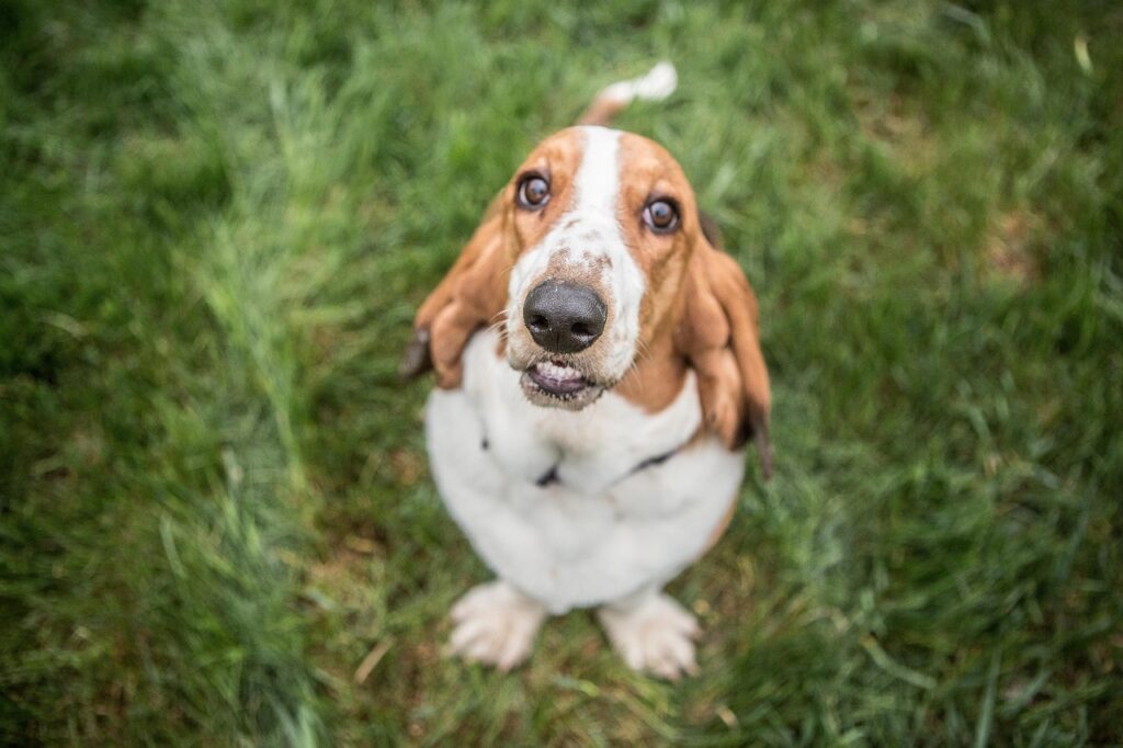 basset hound with teeth out