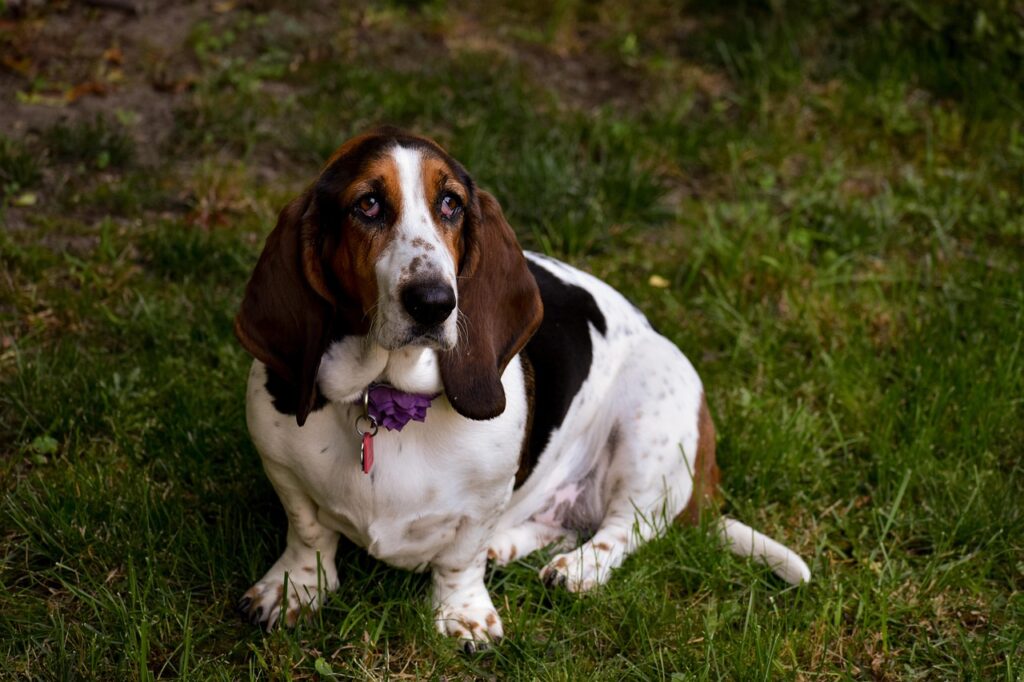 basset hound sitting