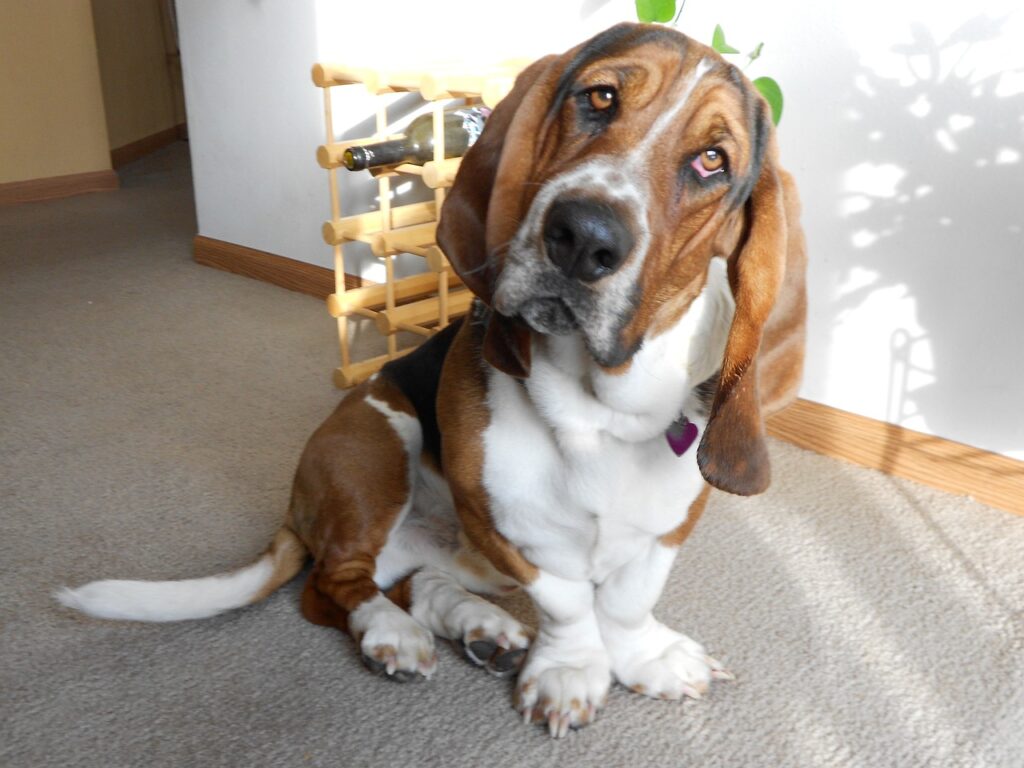 basset hound looking curiously