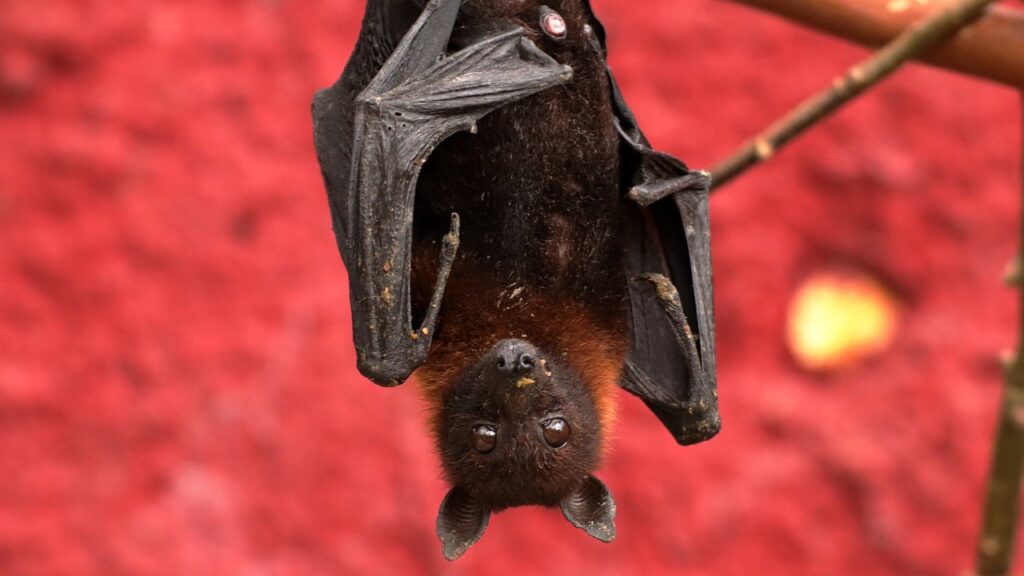 Fruit Bat