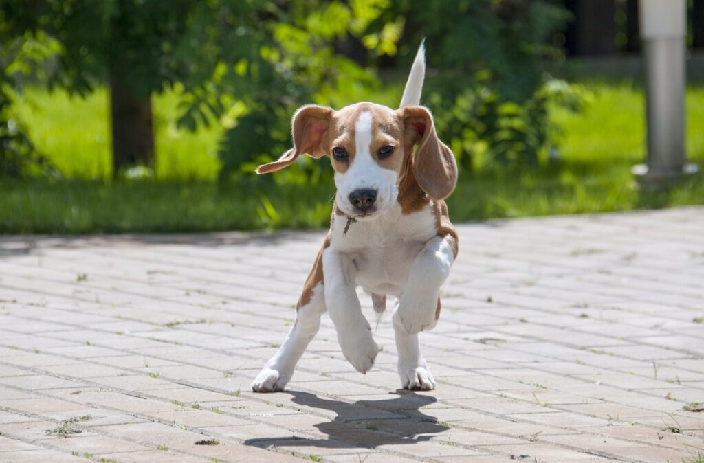 beagle dog jumping