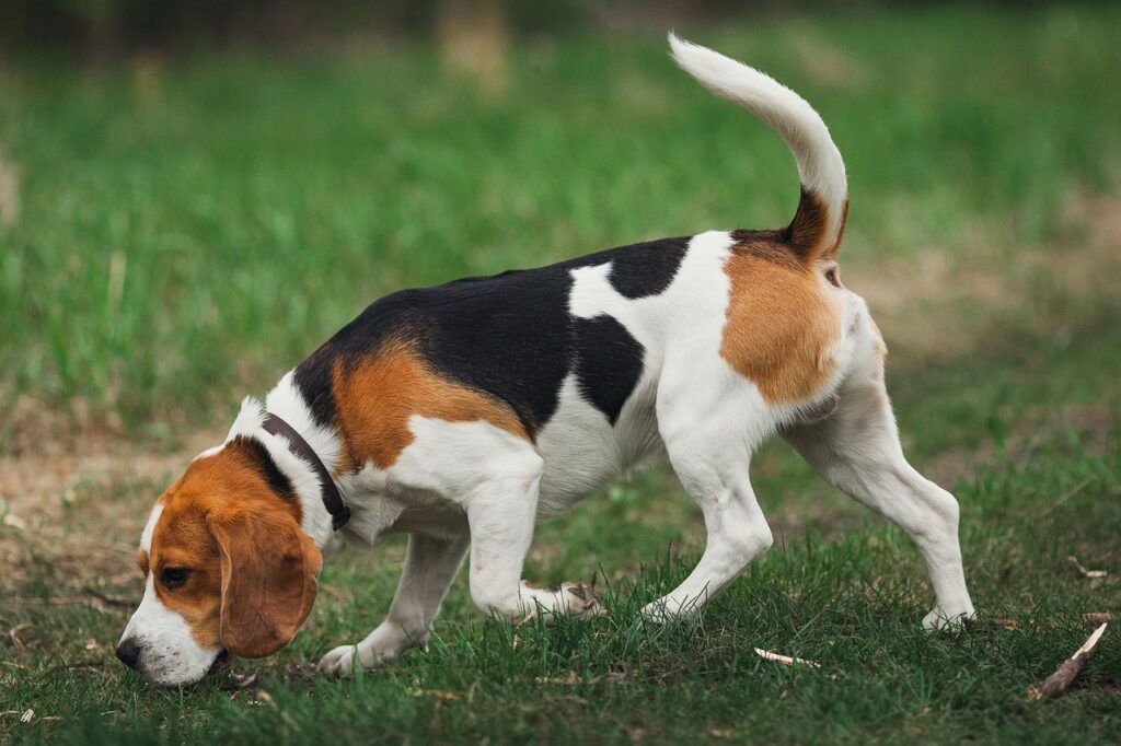 beagle dog sniffing the ground