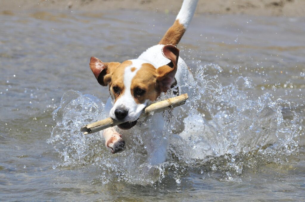 beagle dog hunting a stick