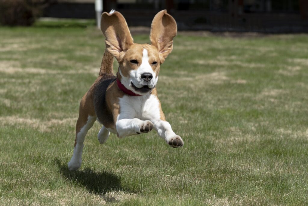 beagle dog running in a field