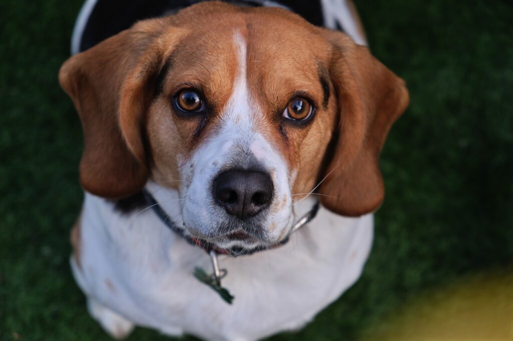 beagle dog looking curiously
