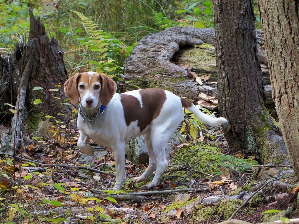 beagle dog in the woods