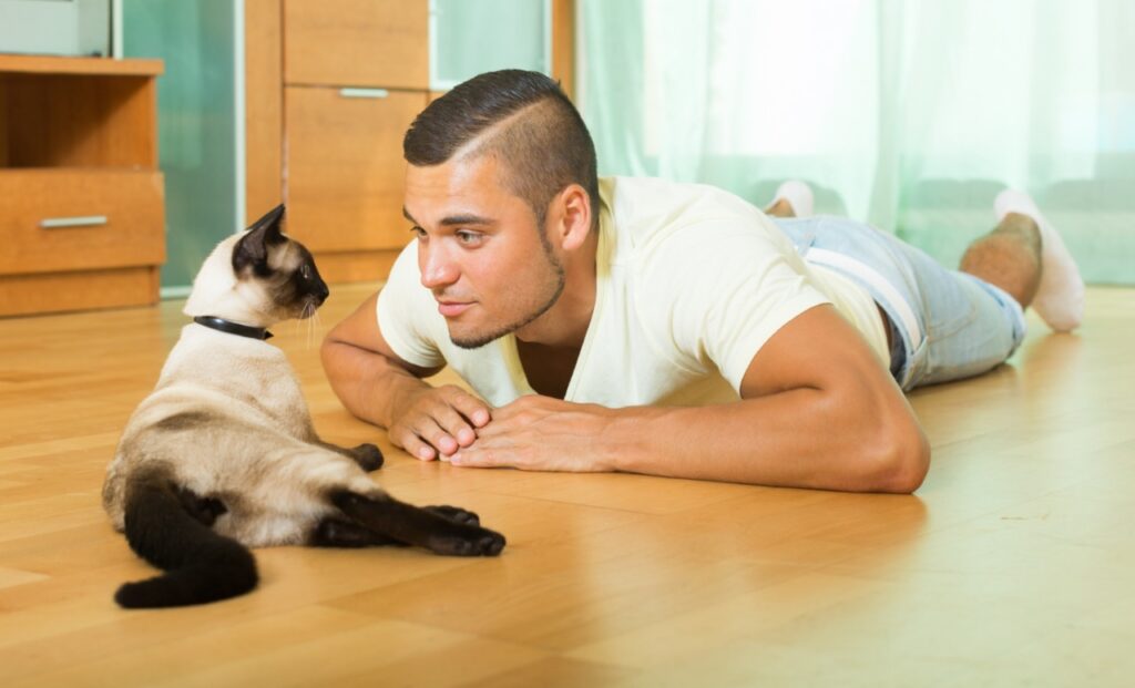 Siamese Cat with man